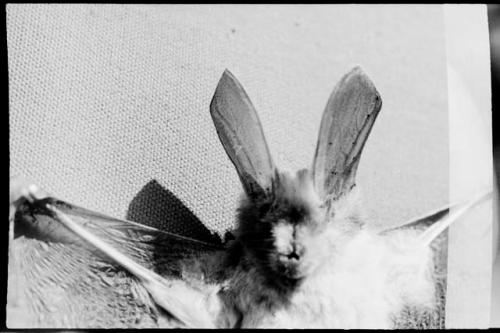 Bat with wings spread, against a white background, close-up view (image partially obsured)