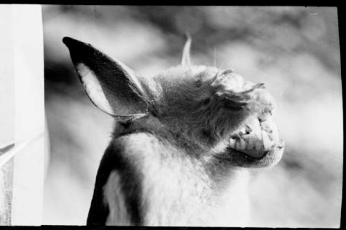 Bat in profile, close-up view (image partially obsured)
