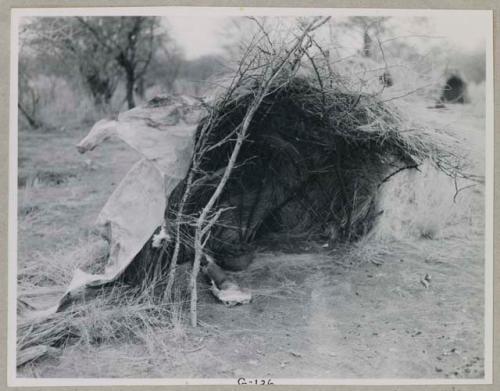 Scraped hide spread out over a skerm, rolled hide inside