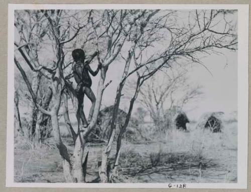 Boy standing in a tree, skerms in background
