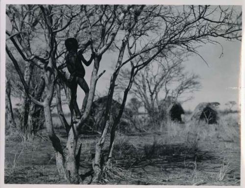 Boy standing in a tree, skerms in background
