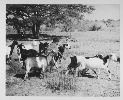 Boy with a herd of goats
