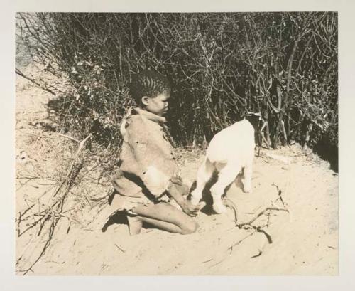 Boy holding a goat's back hoof, putting into goat enclosure

