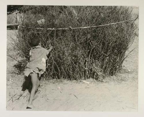 The goat enclosure, brush with string tied around it; boy adding brush?
