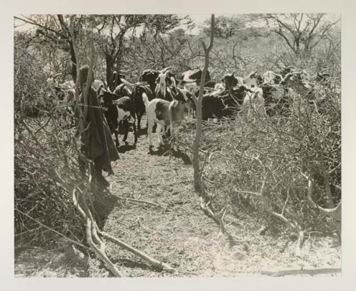 Herd of goats in enclosure; boy standing outside and a woman standing inside the enclosure