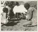 Boy milking goat while another boy watches, in goat enclosure

