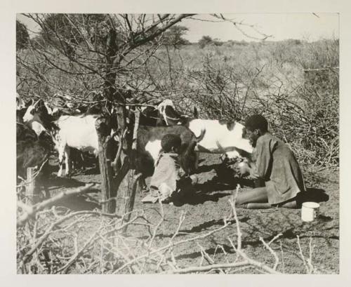 Boy milking goat while another boy watches, in goat enclosure

