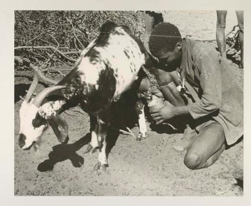 Boy milking goat, people standing in the background
