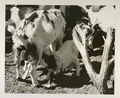 Herd of goats, close-up