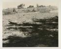 Ground, trees in distance
