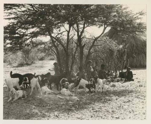 Children under a tree with a herd of goats
