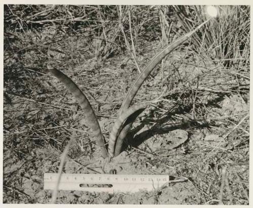 Plant specimens (grass and plant) with a ruler measurement
