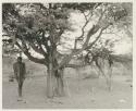 Man next to tree, tree with bunches of branches set below