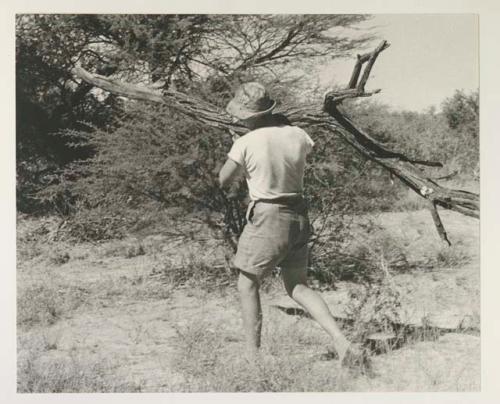 Casper Kruger carrying a tree branch for fire
