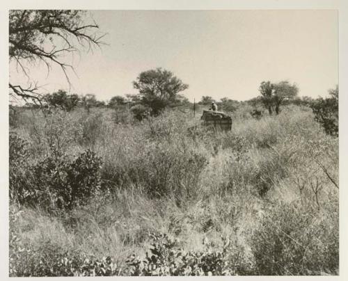 Expedition truck in the brush