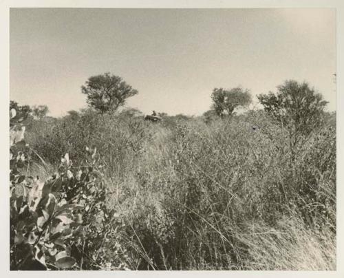 Expedition truck in the brush
