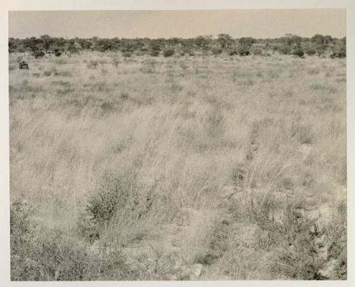 View of the Okwa Omuramba; expedition trucks in distance