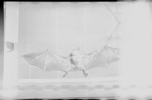 Bat with wings spread, against a white background, close-up view (image partially obsured)
