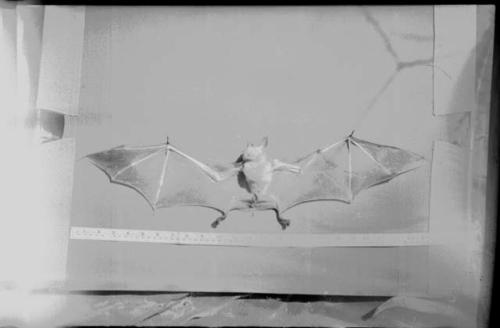 Bat with wings spread, against a white background; measuring tape in view (image obscured)