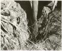 /Twikwe digging root with a digging stick, close-up (print is a cropped image)