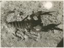 Scorpion, close-up (print is a cropped image)