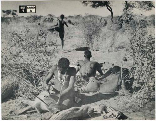 [No folder title]: Man making a bag from a wild pig skin, and men sitting behind him (print is a cropped image)