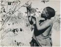 [No folder title]: Woman gathering berries from a branch (print is a cropped image)