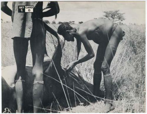 [No folder title]: Gau (husband of Be and Khuan//a) working on the neck of a dead wildebeest, with another man standing, watching him (print is a cropped image)