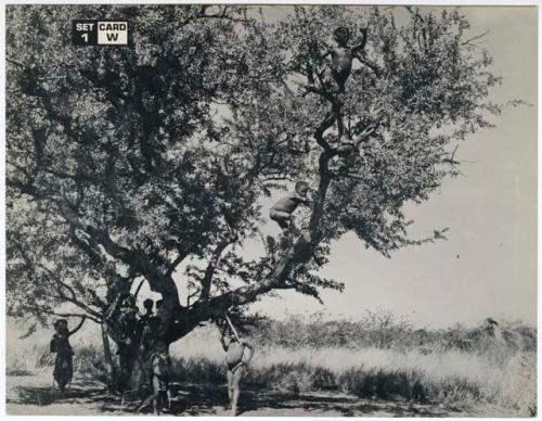 [No folder title]: Boys climbing a tree in a clearing (print is a cropped image)