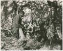 Philip standing next to animal carcasses hanging in a tree, the results of a hunt (print is a cropped image)