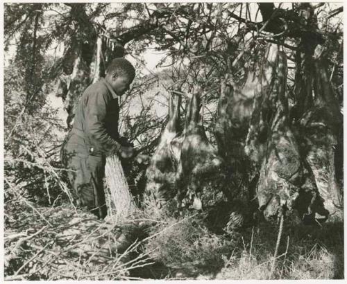 Philip standing next to animal carcasses hanging in a tree, the results of a hunt (print is a cropped image)