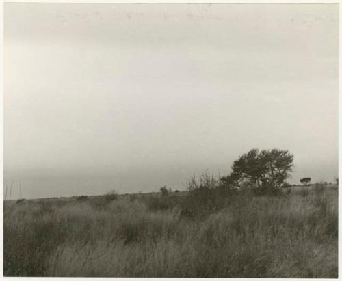 Landscape (print is a cropped image)