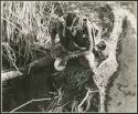 [No folder title]: Woman filling an ostrich eggshell with water at a water hole (print is a cropped image)