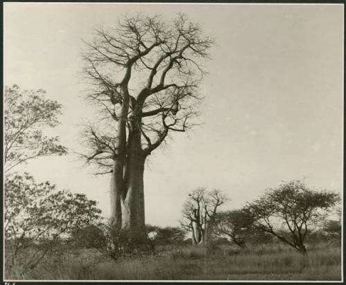 [No folder title]: Two baobab trees with no leaves (print is a cropped image)