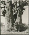 [No folder title]: Boy starting to climb a baobab tree (print is a cropped image)