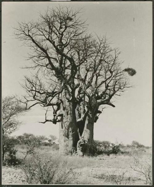 [No folder title]: Baobab tree, distant view (print is a cropped image)