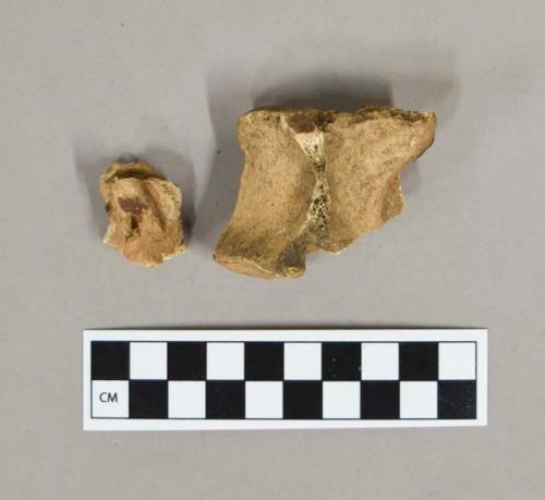 Vertebra of deer