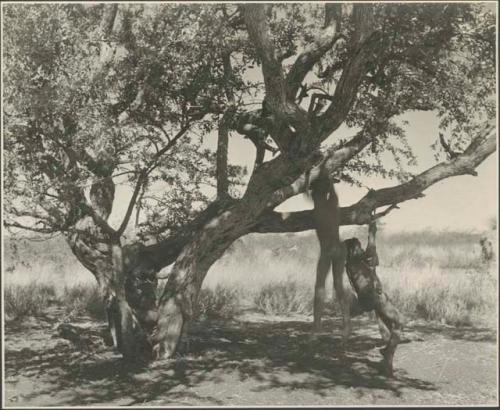 Children playing in the tree, with a boy swinging, naqm (swing)
