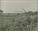 Scene of aloes and small trees, pan in the distance
