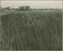 View of grass and small white flowers