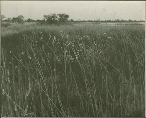 View of grass and small white flowers