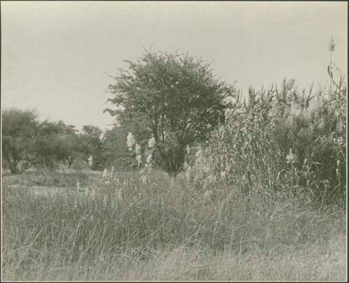 View of reeds

