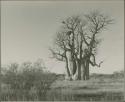 Baobab tree

