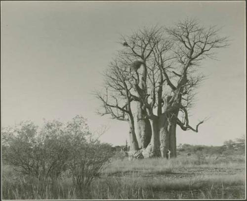 Baobab tree

