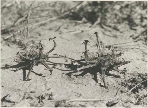 Close-up of plants with big thorns

