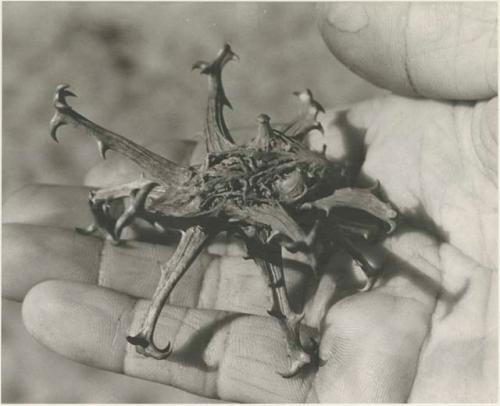 Thorny plant on a person's palm
