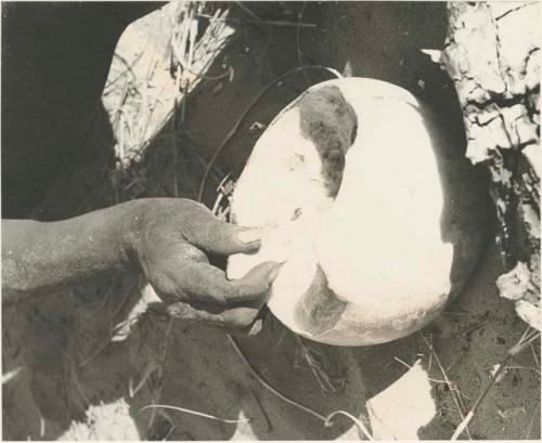 Close-up of a tsama melon held by a person's hand



