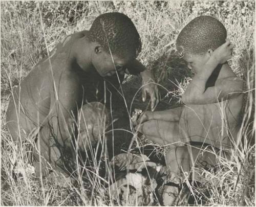 !Gai and !Oukabe crouching in grass, both looking at something in !Outkabe's hand

