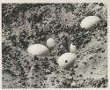 Ostrich shells buried in the sand, close-up
