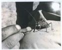 Casper Kruger offering honey to a grasshopper